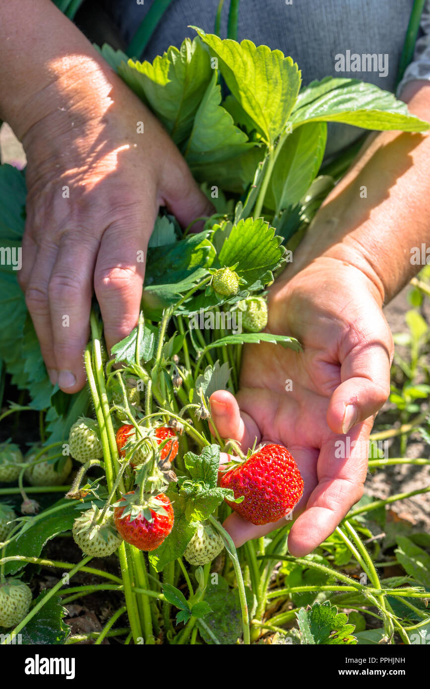 Harvest strawberry in organic farm, picking strawberries by farmers ...