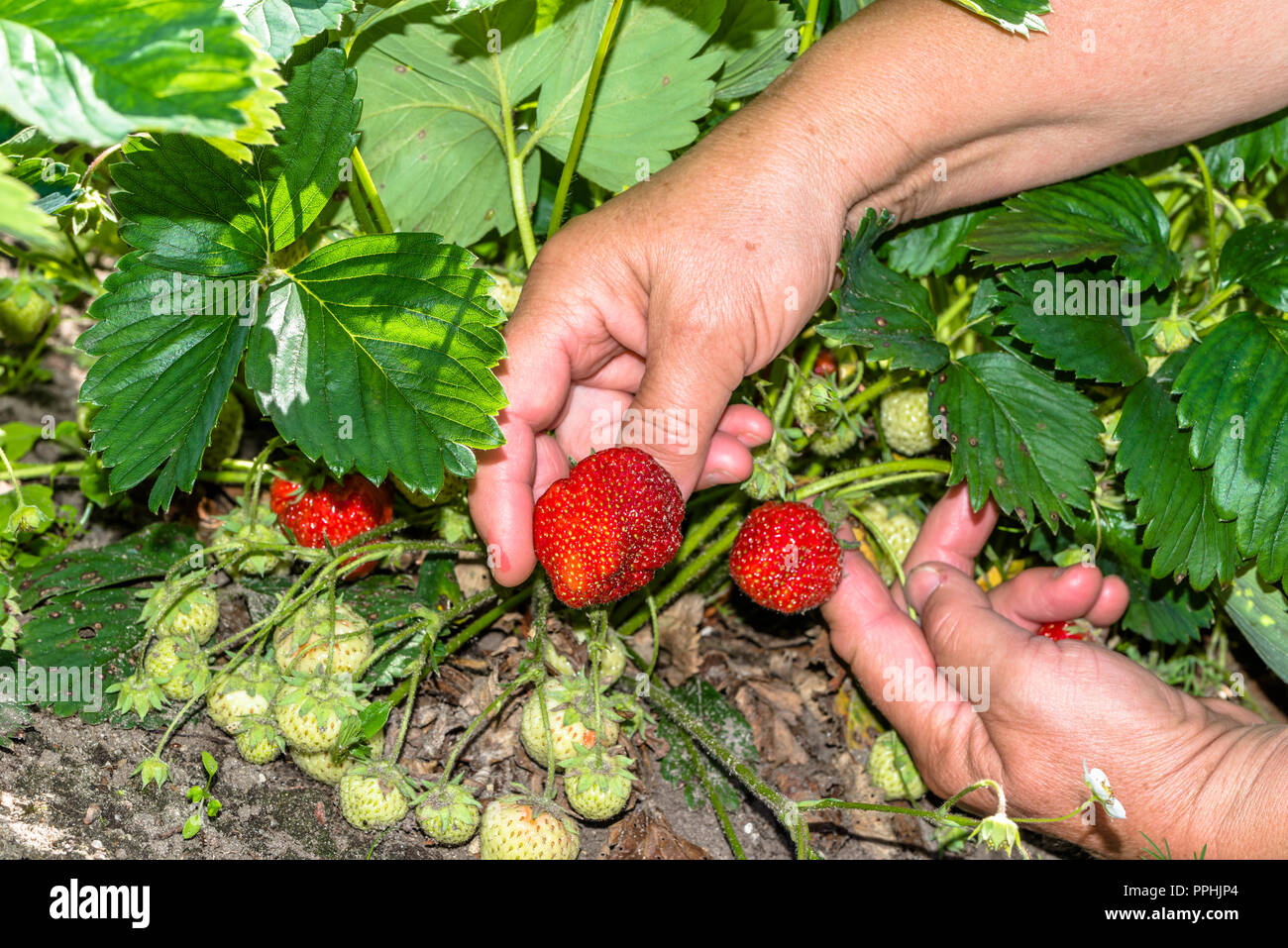 Farmers hands picking organic strawberries hi-res stock photography and ...