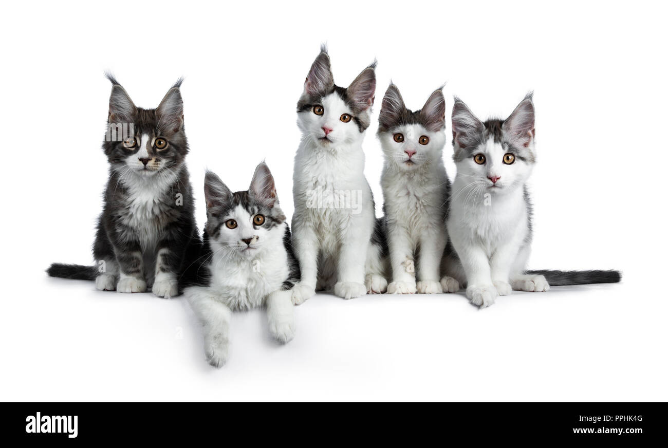Perfect Row Of Five Blue Black Tabby High White Maine Coon Cat