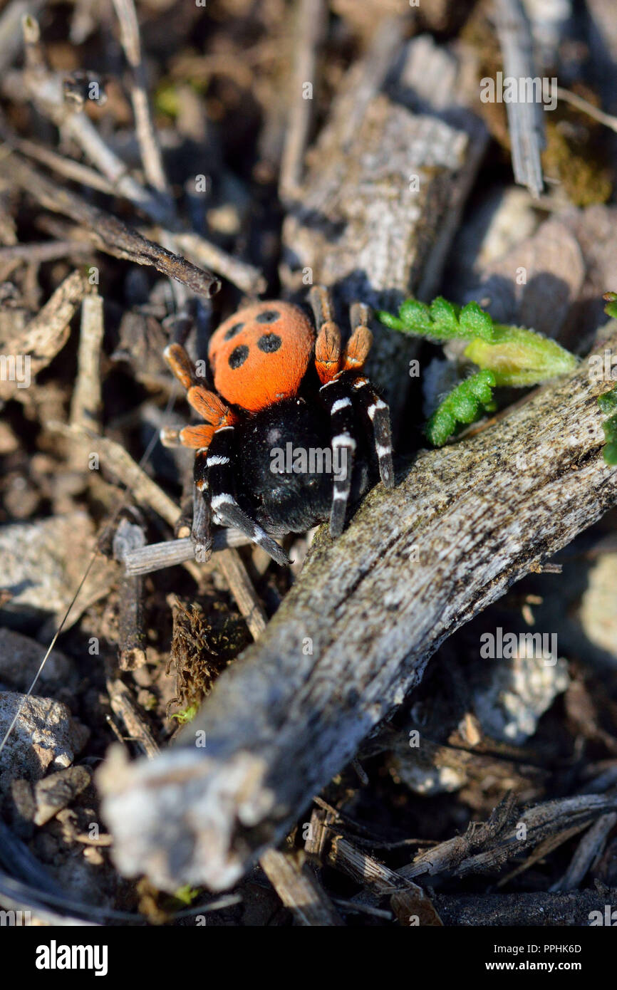 Lady Bird Spider Stock Photo - Alamy