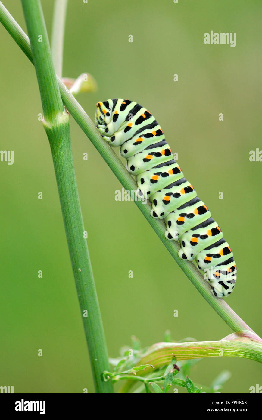 Old World swallowtailÕs caterpillar Stock Photo Alamy