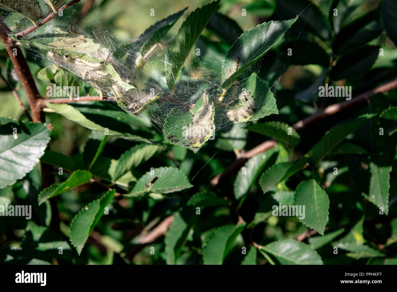 Baby caterpillars hi-res stock photography and images - Alamy