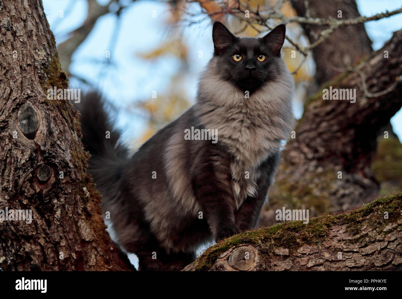 Norwegian forest cat male standing on maple tree branch. He wants to