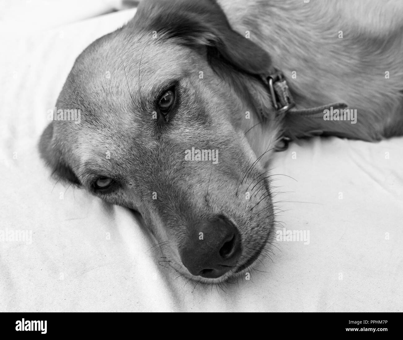 Why Are My Dogs Whiskers Turning White