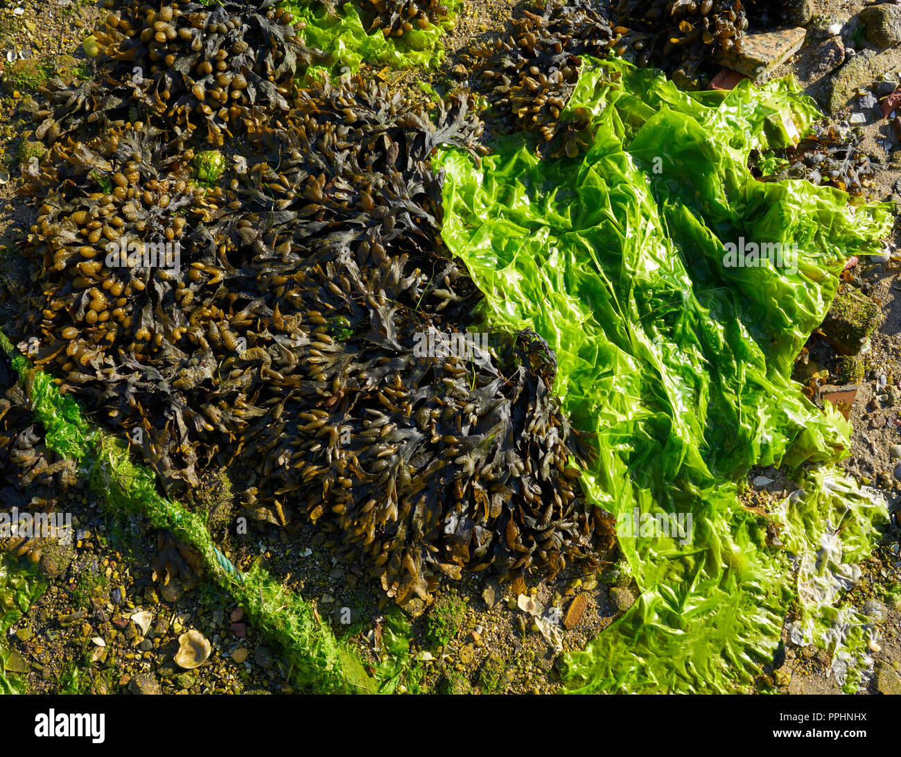 Algae seaweed in Ria de Pontevedra at Galicia Spain Stock Photo
