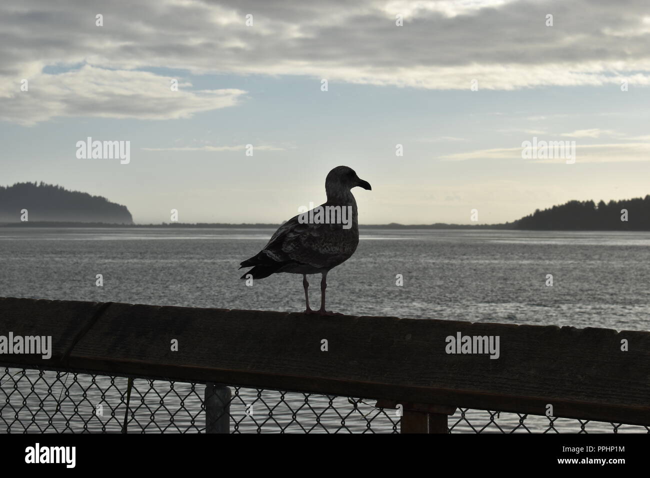 Birds at the Oregon coast Stock Photo
