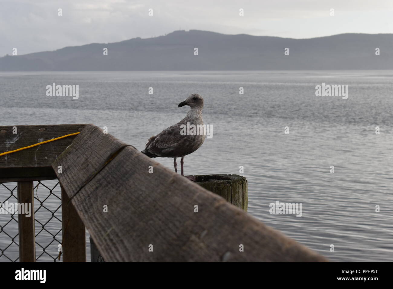 Birds at the Oregon coast Stock Photo