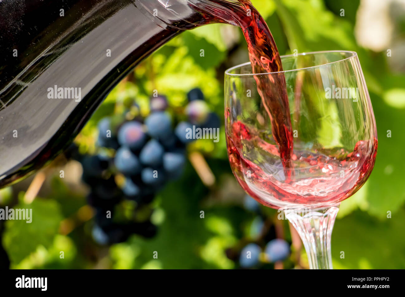 Red wine flows from the jar into the glass, on a background of blue grapes on a vineyard. Pour the wine into the wine glass. Stock Photo