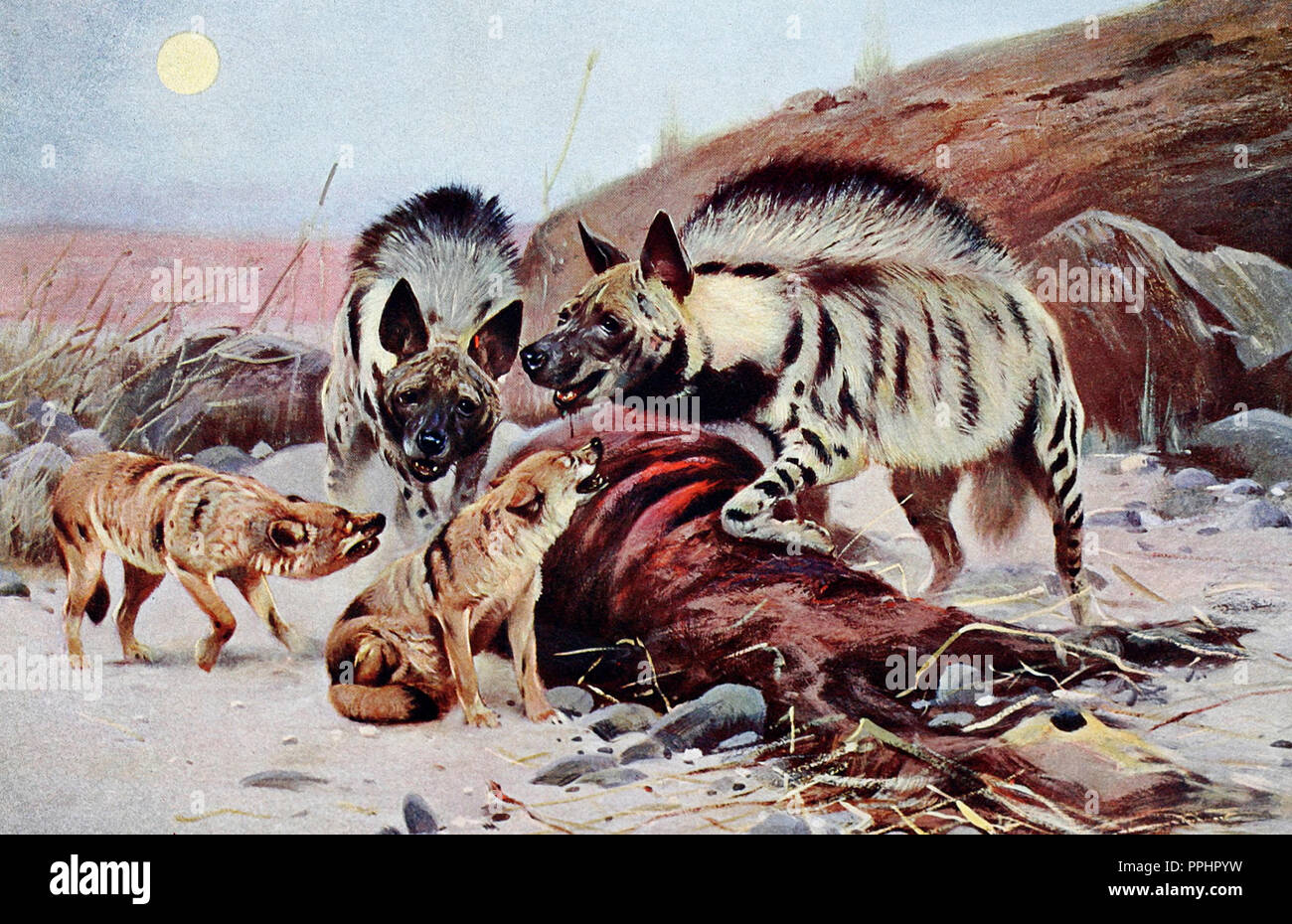 Striped Hyena and Jackal at a kill Stock Photo