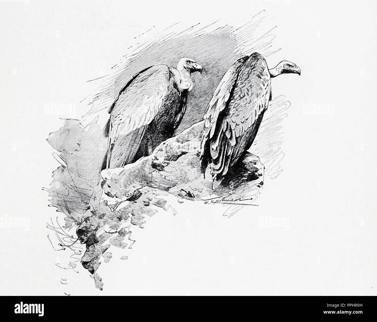 Vulture drawing hires stock photography and images Alamy