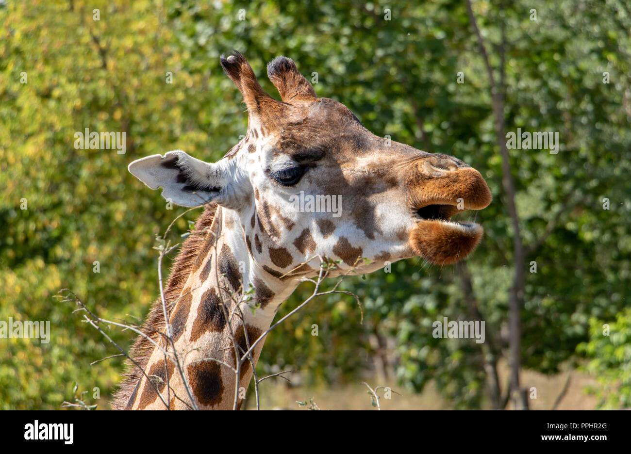The portrait of Rothschild giraffe (Giraffa camelopardalis rothschildi ...