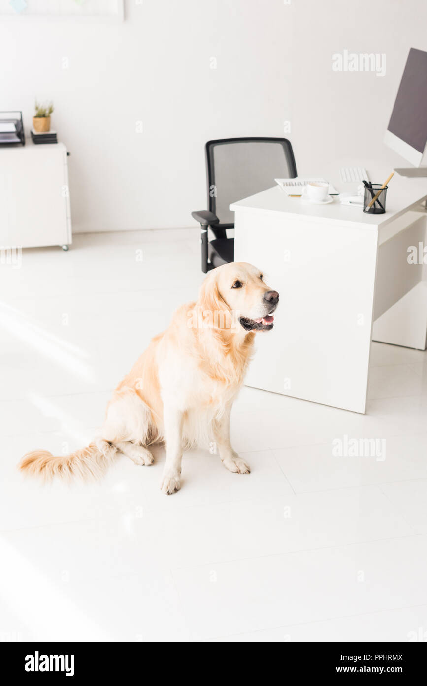 A golden retriever resting on the floor of a corporate office breakroom