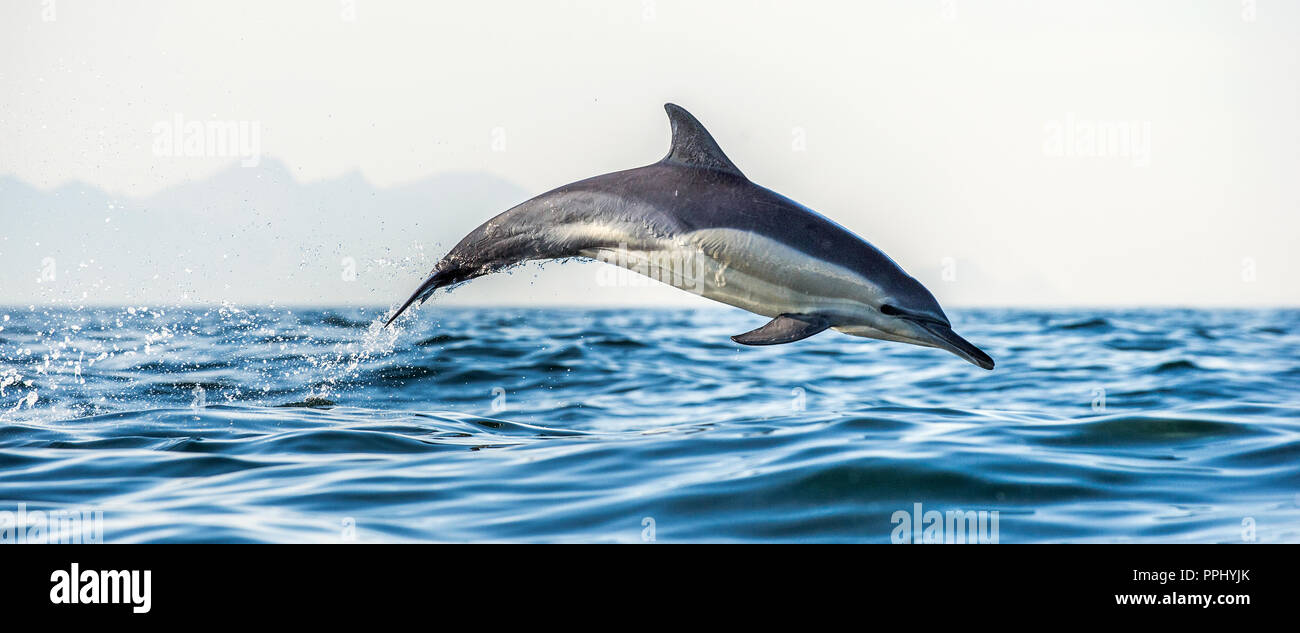 Dolphin in the ocean. Dolphins swim and jumping out of water. The Long-beaked common dolphin. Scientific name: Delphinus capensis. False Bay. South Af Stock Photo