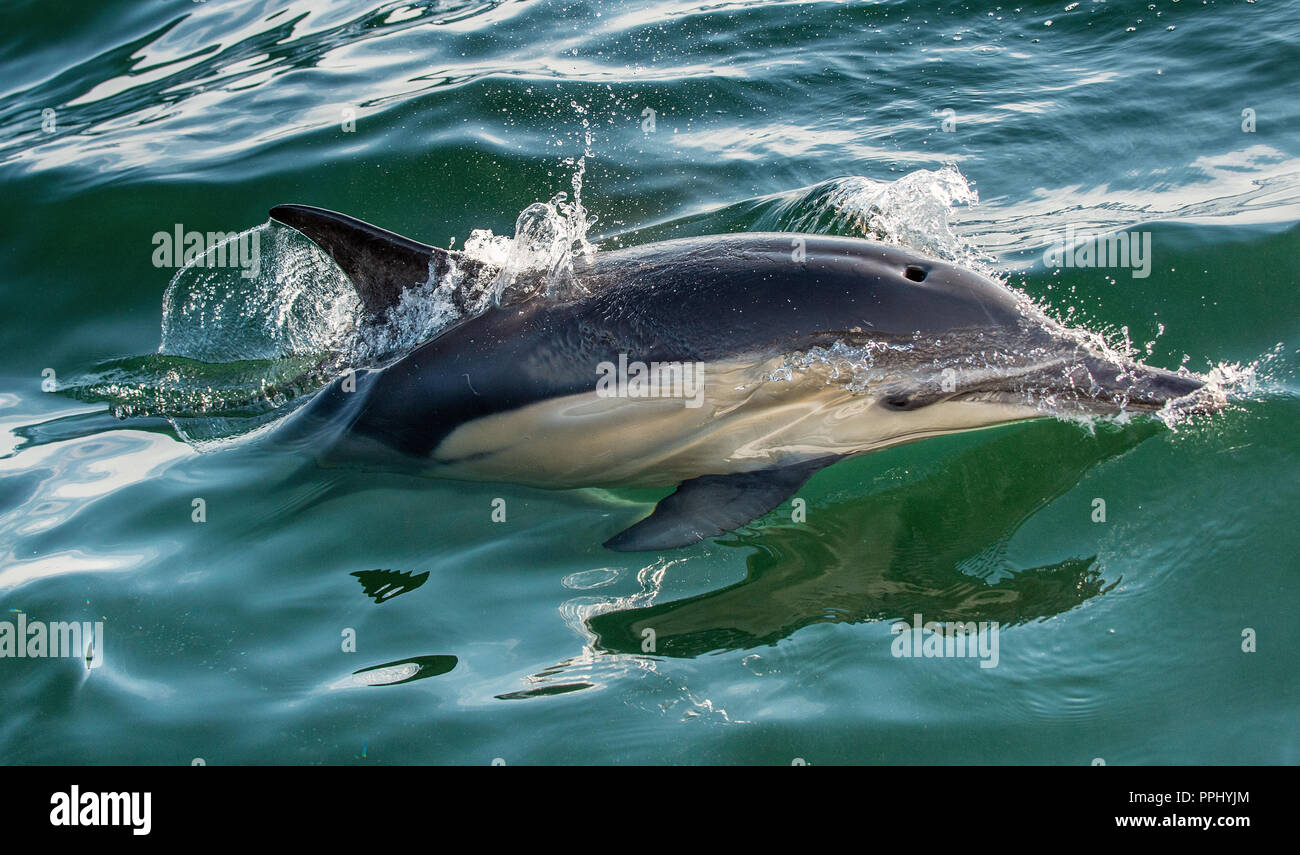 Dolphin in the ocean. Dolphins swim and jumping out of water. The Long-beaked common dolphin. Scientific name: Delphinus capensis. False Bay. South Af Stock Photo