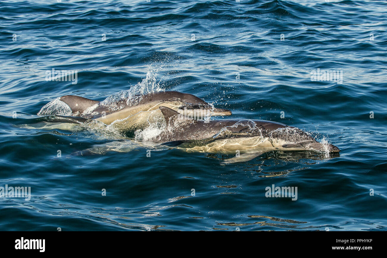 Dolphins in the ocean. Dolphins swim and jumping out of water. The Long-beaked common dolphin. Scientific name: Delphinus capensis. False Bay. South A Stock Photo
