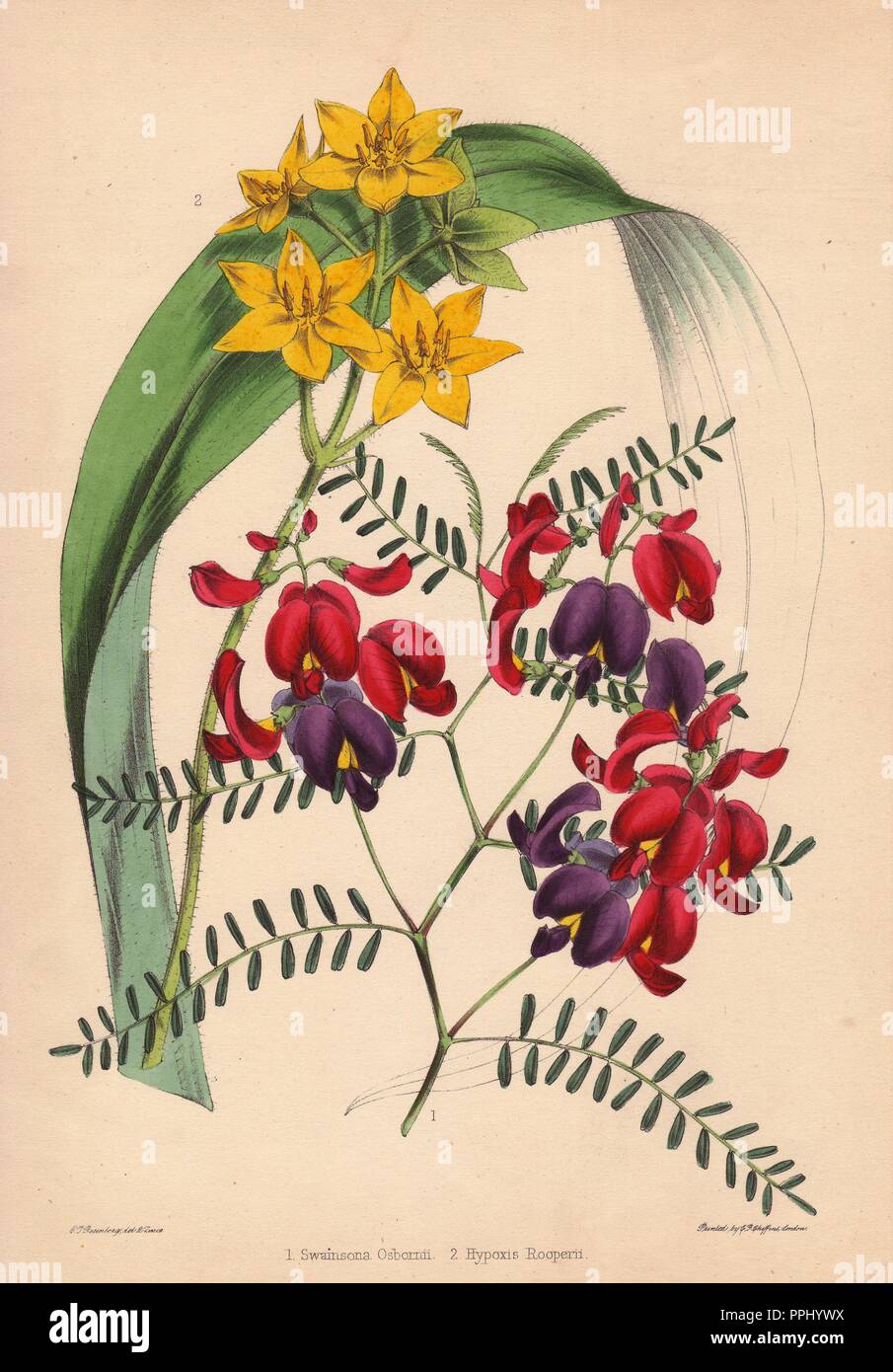 Purple-and-crimson-flowered Swainsona osbornii and and yellow-flowered Hypoxis rooperii. . Drawn and zincographed by C. T. Rosenberg, for Thomas Moore's 'The Garden Companion and Florists' Guide,' 1852, published by Charles Frederick Cheffins.. . C.T. Rosenberg drew and engraved many botanicals for Moore's 'The Gardener's Magazine of Botany' and W.J. Hooker's 'Curtis's Botanical Magazine' in the middle of the 19th century. Moore (1821-1887) was the curator of the Botanic Garden, Chelsea, from 1847 until his death. Stock Photo