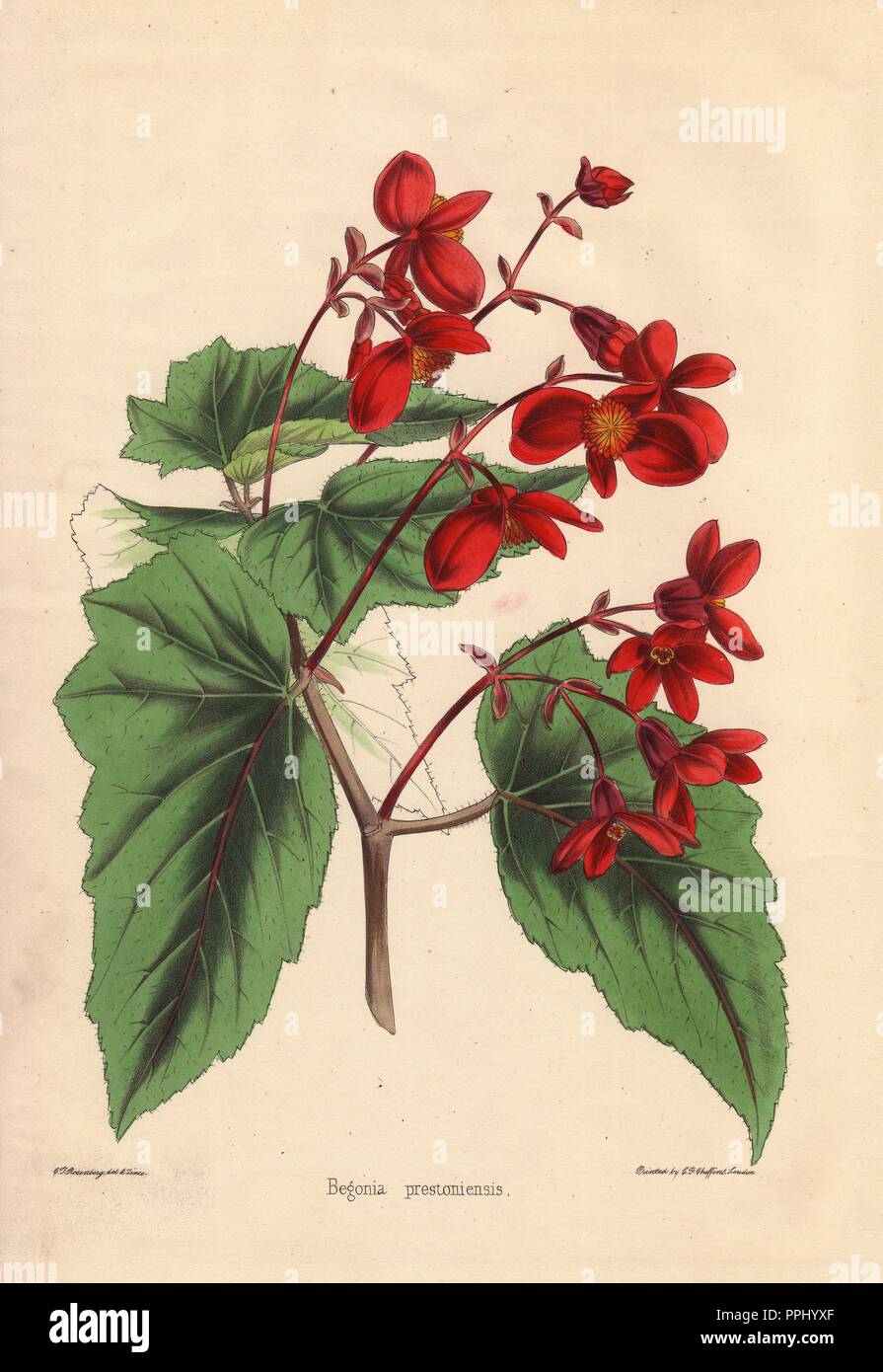 Begonia prestoniensis with crimson flowers. Drawn and zincographed by C. T. Rosenberg, for Thomas Moore's 'The Garden Companion and Florists' Guide,' 1852, published by Charles Frederick Cheffins.. . C.T. Rosenberg drew and engraved many botanicals for Moore's 'The Gardener's Magazine of Botany' and W.J. Hooker's 'Curtis's Botanical Magazine' in the middle of the 19th century. Moore (1821-1887) was the curator of the Botanic Garden, Chelsea, from 1847 until his death. Stock Photo