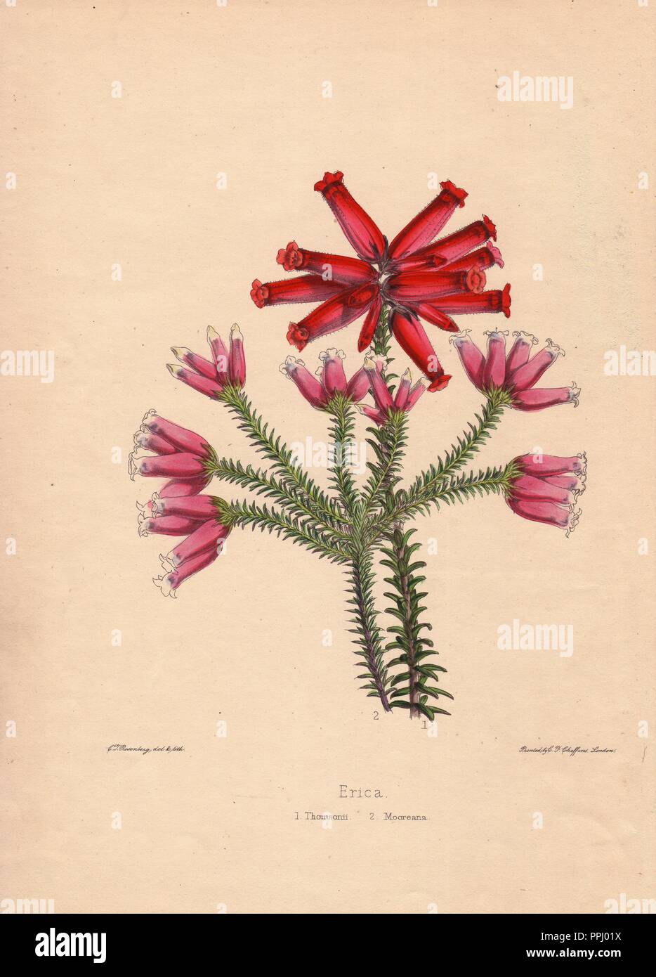 Erica varieties. Pink Thomsonii and scarlet Mooreana heaths. Drawn and zincographed by C. T. Rosenberg, for Thomas Moore's 'The Garden Companion and Florists' Guide,' 1852, published by Charles Frederick Cheffins.. . C.T. Rosenberg drew and engraved many botanicals for Moore's 'The Gardener's Magazine of Botany' and W.J. Hooker's 'Curtis's Botanical Magazine' in the middle of the 19th century. Moore (1821-1887) was the curator of the Botanic Garden, Chelsea, from 1847 until his death. Stock Photo