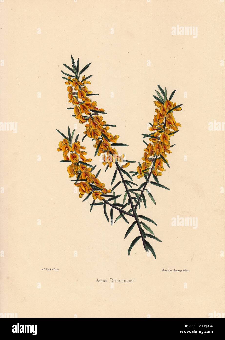 Aotus drummondii. . Yellow and crimson flowered aotus procumbens. Drawn and zincographed by C. T. Rosenberg, for Thomas Moore's 'The Garden Companion and Florists' Guide,' 1852, published by Charles Frederick Cheffins.. . C.T. Rosenberg drew and engraved many botanicals for Moore's 'The Gardener's Magazine of Botany' and W.J. Hooker's 'Curtis's Botanical Magazine' in the middle of the 19th century. Moore (1821-1887) was the curator of the Botanic Garden, Chelsea, from 1847 until his death. Stock Photo