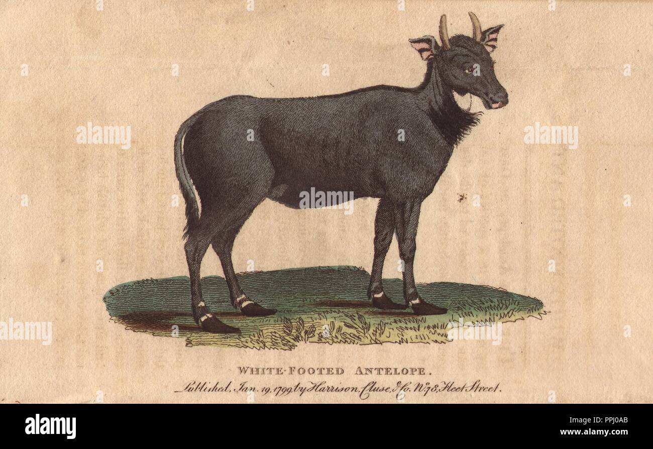 Cabinet of curiosities nature hi-res stock photography and images - Alamy