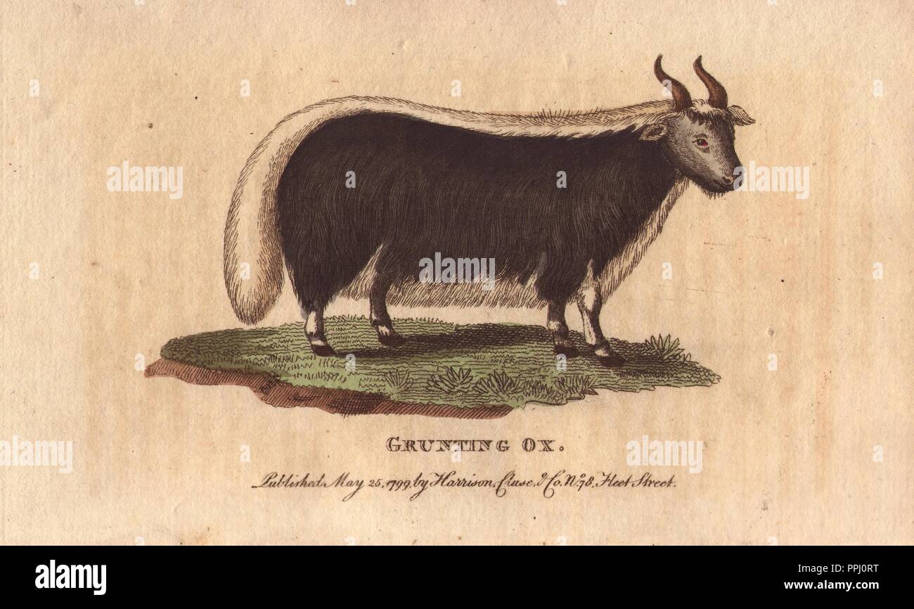 Grunting ox or Yak. . Bos grunniens (or Bos gruniens). . 