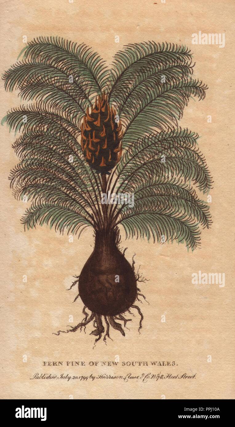 Fern pine of New South Wales. . Podocarpus?. . Handcoloured copperplate engraving from 'The Naturalist's Pocket Magazine; or, Complete Cabinet of the Curiosities and Beauties of Nature' (17981802) published by Harrison, London. Stock Photo