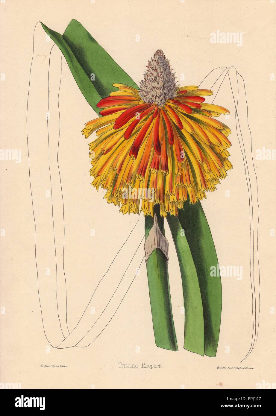 Tritoma rooperii. . Yellow and orange tropical plant Kniphofia rooperi. Drawn and zincographed by C. T. Rosenberg, for Thomas Moore's 'The Garden Companion and Florists' Guide,' 1852, published by Charles Frederick Cheffins.. . C.T. Rosenberg drew and engraved many botanicals for Moore's 'The Gardener's Magazine of Botany' and W.J. Hooker's 'Curtis's Botanical Magazine' in the middle of the 19th century. Moore (1821-1887) was the curator of the Botanic Garden, Chelsea, from 1847 until his death. Stock Photo