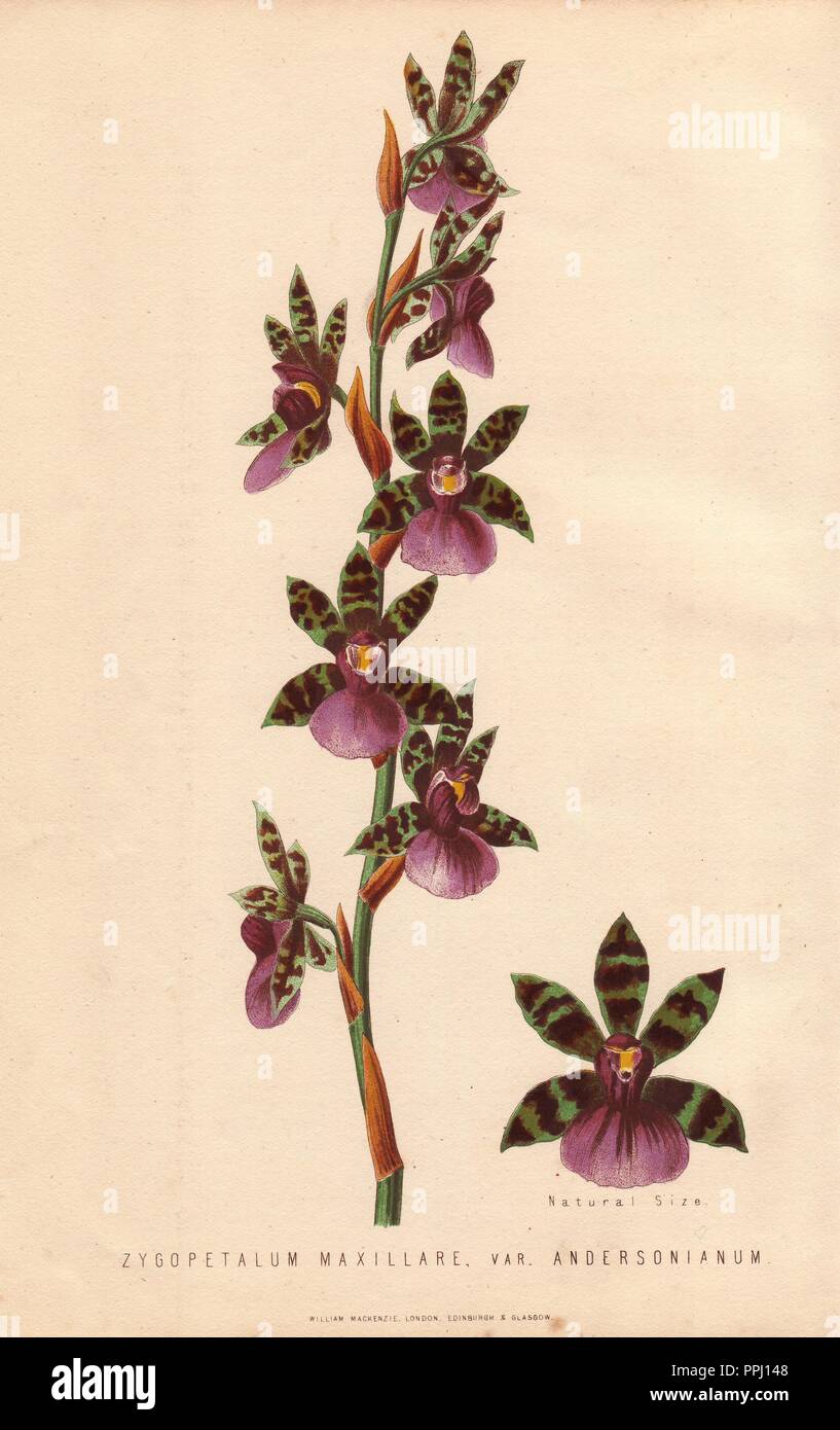 Chine-bone orchid, Zygopetalum maxillare var. andersonianum. Handcolored lithograph by unknown artist from James Anderson's 'The New Practical Gardener,' Glasgow, 1872. Anderson was the Bateman Gold Medalist of the Royal Horticultural Society. Stock Photo