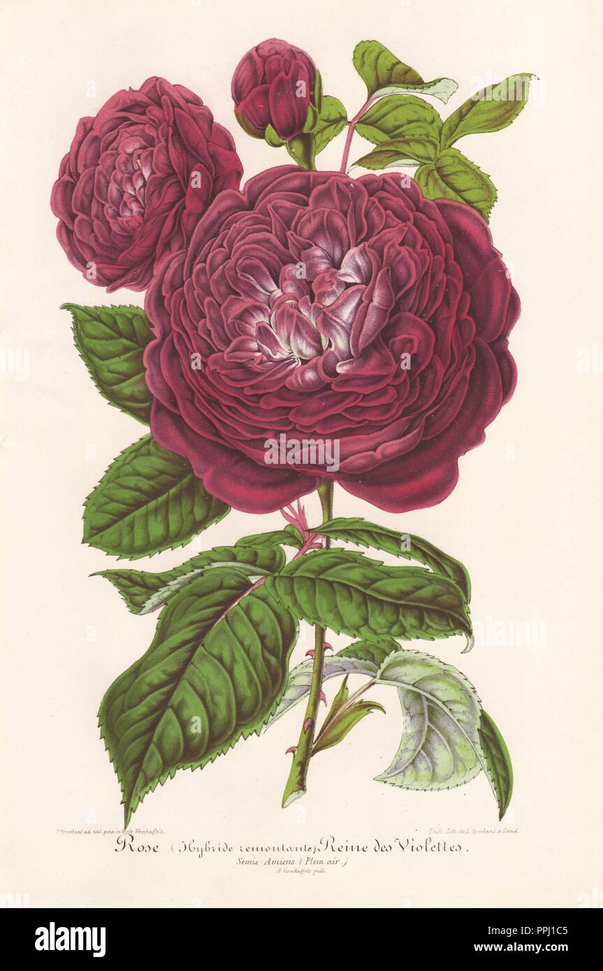 Reine des Violettes, purple hybrid rose. Chromolithograph drawn by P.  Stroobant and lithographed by L. Stroobant for 