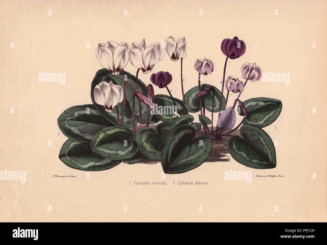 White and purple cyclamens. Cyclamen ibericum and Cyclamen atkinsii. Drawn and zincographed by C. T. Rosenberg, for Thomas Moore's 'The Garden Companion and Florists' Guide,' 1852, published by Charles Frederick Cheffins.. . C.T. Rosenberg drew and engraved many botanicals for Moore's 'The Gardener's Magazine of Botany' and W.J. Hooker's 'Curtis's Botanical Magazine' in the middle of the 19th century. Moore (1821-1887) was the curator of the Botanic Garden, Chelsea, from 1847 until his death. Stock Photo
