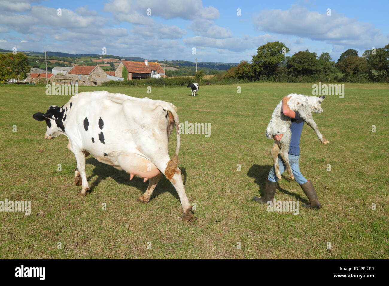 Farmer holding newborn calf in the field in East Devon Stock Photo