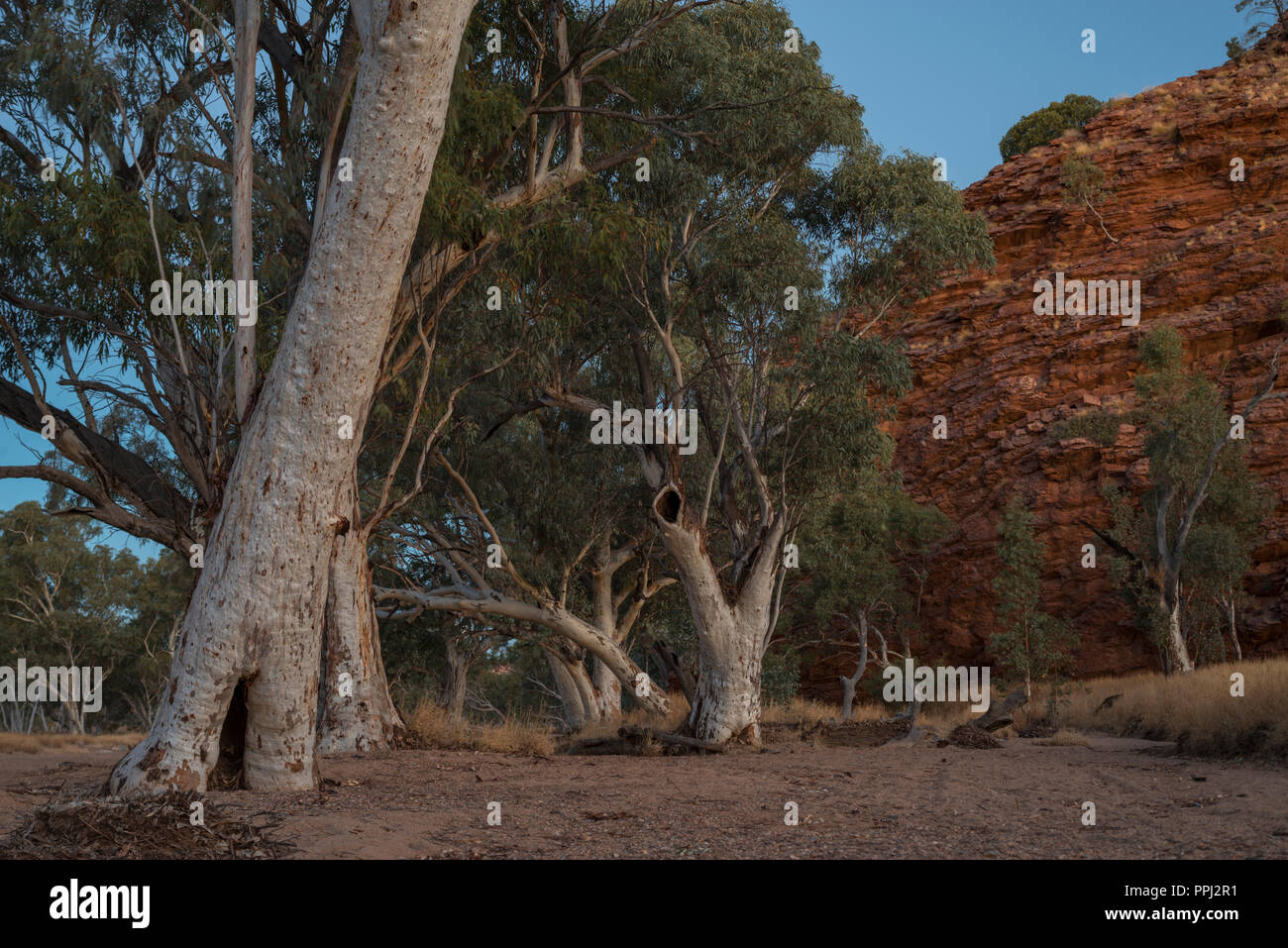 Gum trees in a river bank, West Macdonnell Ranges, Alice Springs, NT