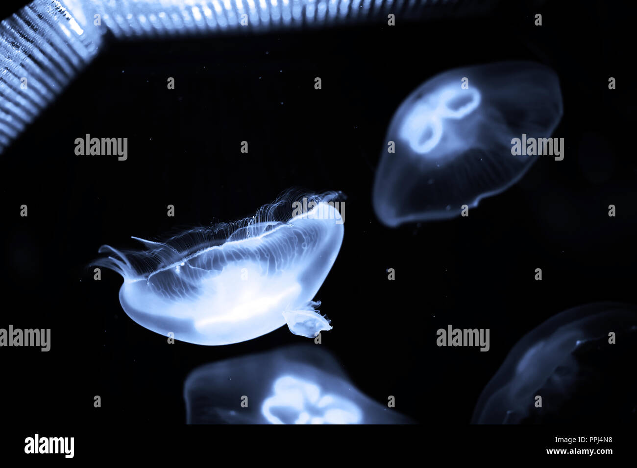 Blue jellyfish swim under water Stock Photo - Alamy