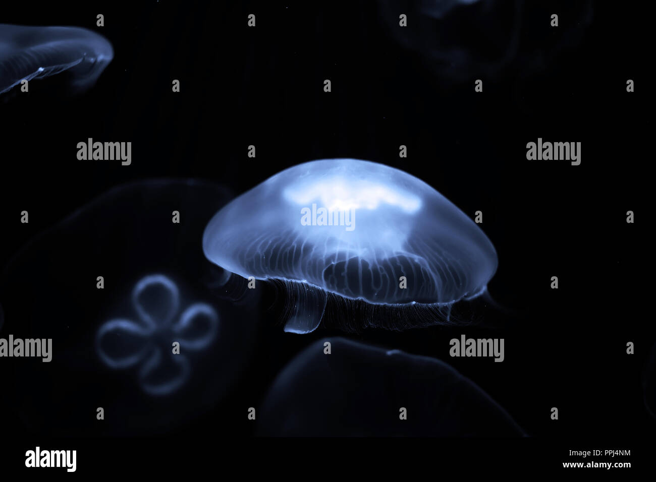 Blue jellyfish swim under water Stock Photo - Alamy