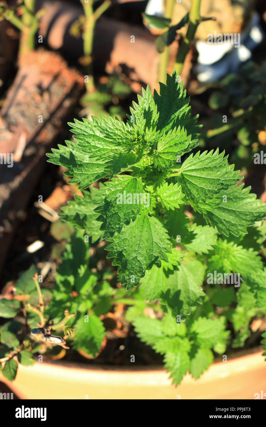 Stinging Nettle also known as Urtica dioica Stock Photo