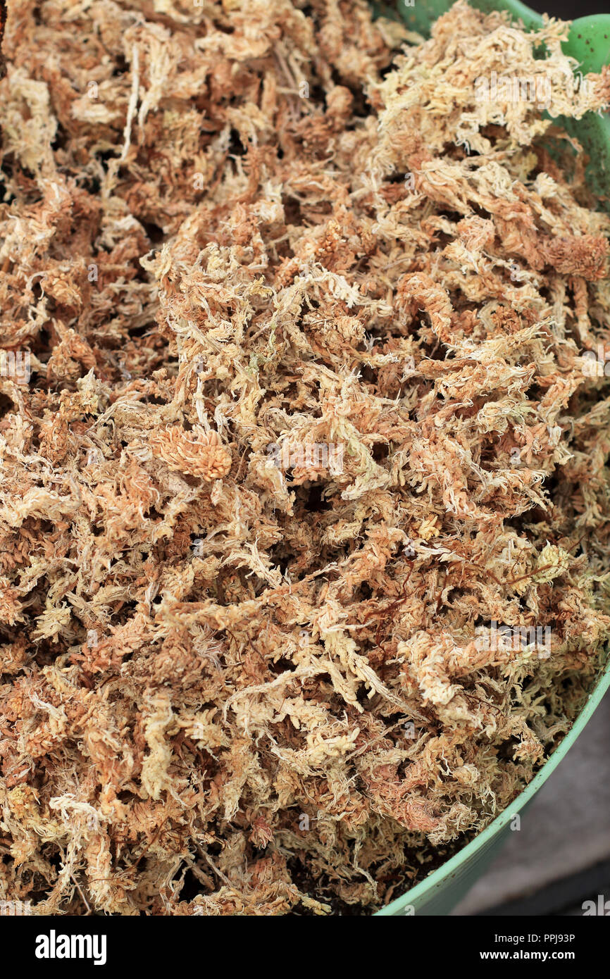 Close up of  dried Sphagnum Moss Stock Photo
