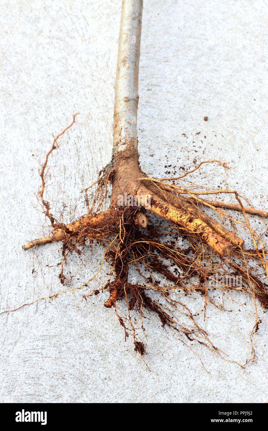 Close up of bare rooted apple tree isolated Stock Photo Alamy