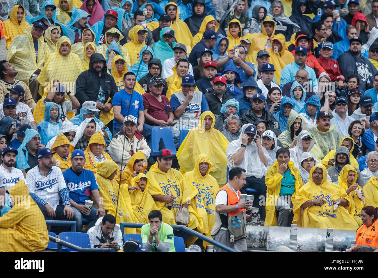 Aficionados  de los Tigres de Monterrey con impermeable para la lluvia. Baseball action during the Los Angeles Dodgers game against San Diego Padres,  Stock Photo