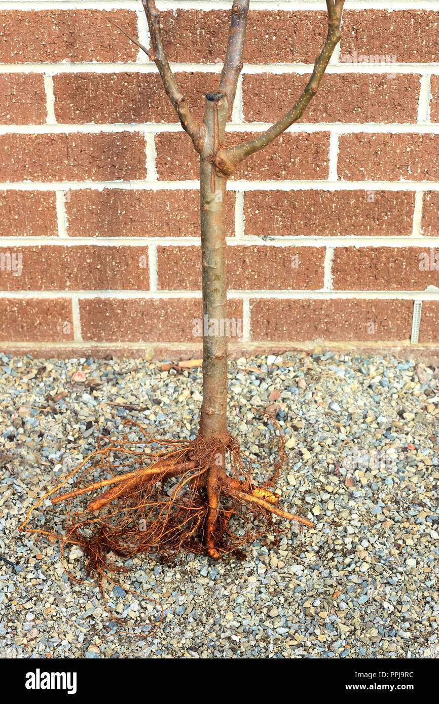 Fruit Tree Roots Stock Photos & Fruit Tree Roots Stock Images Alamy