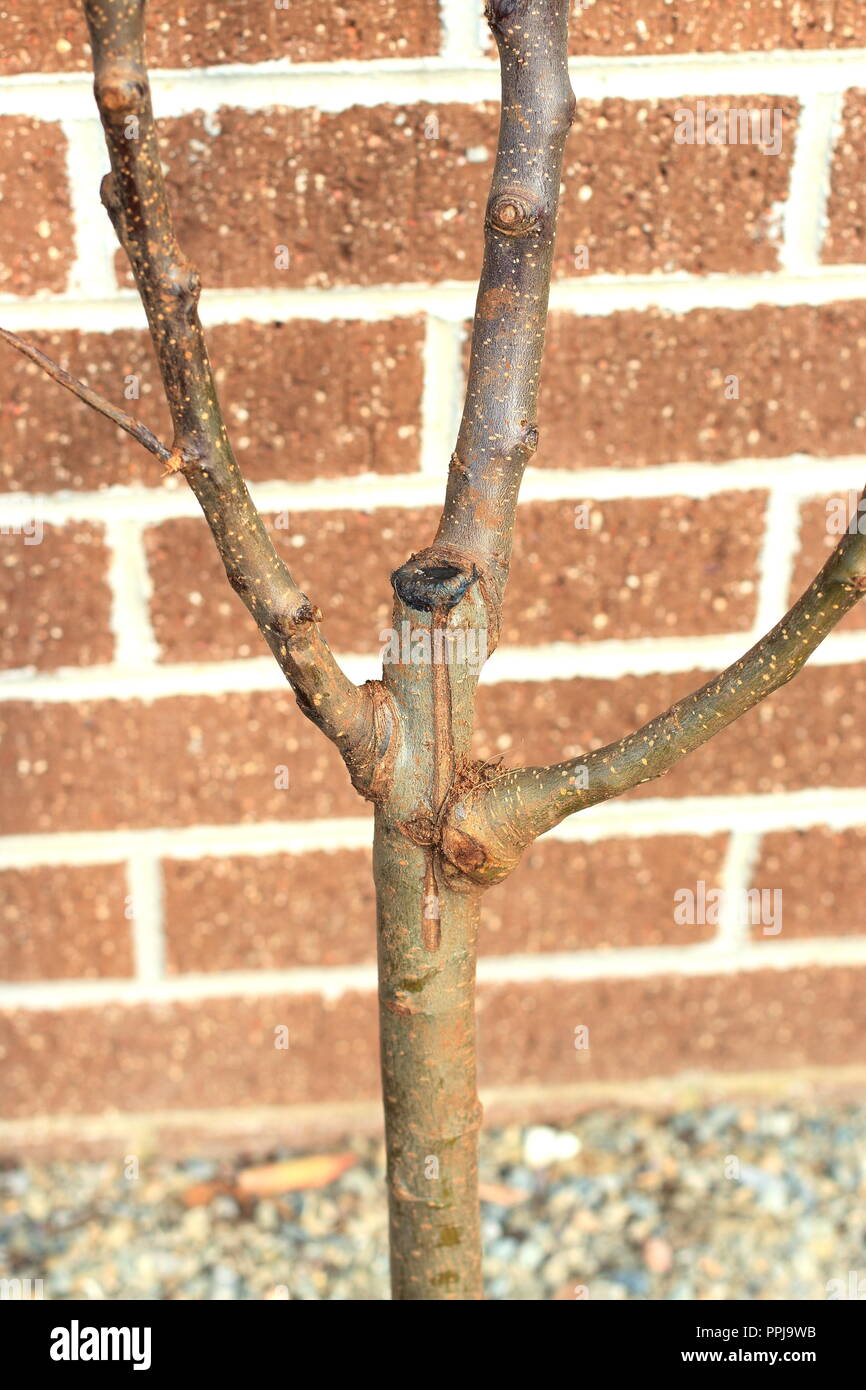 Multi grafted apple tree branches Stock Photo