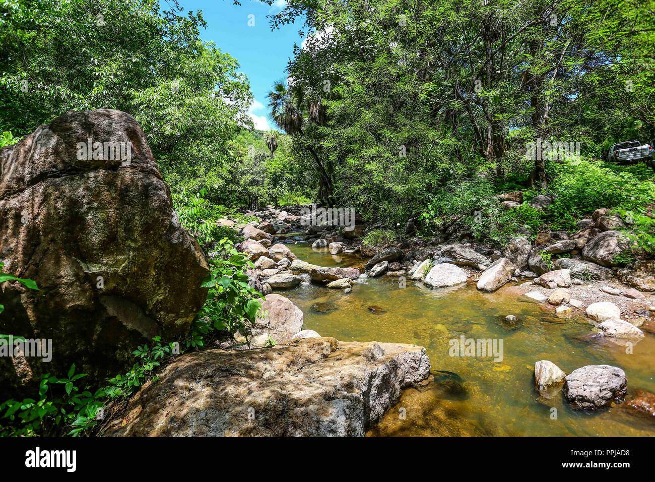 jungle in the Monte Mojino reserve in the Sierra de Alamos, Mexico place with dense vegetation dedicated to the conservation of rivers and water. Stock Photo