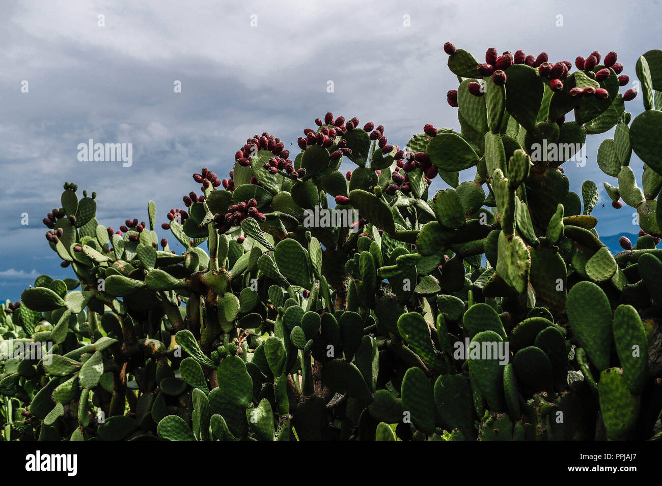 Pencas of the cactus. catus with tuna fruit. Opuntia ficusindica