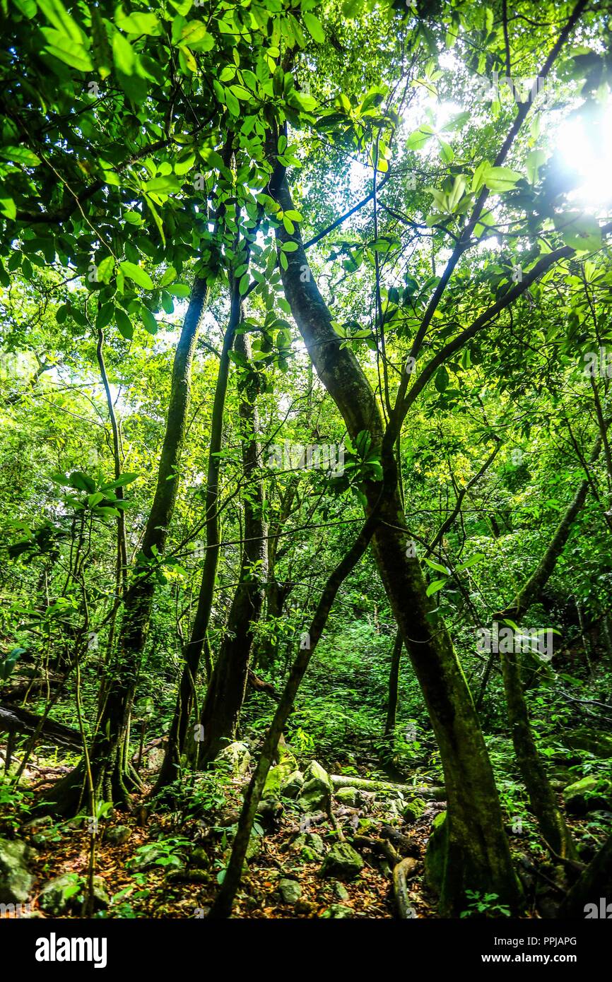 jungle in the Monte Mojino reserve in the Sierra de Alamos, Mexico place with dense vegetation dedicated to the conservation of rivers and water. Stock Photo