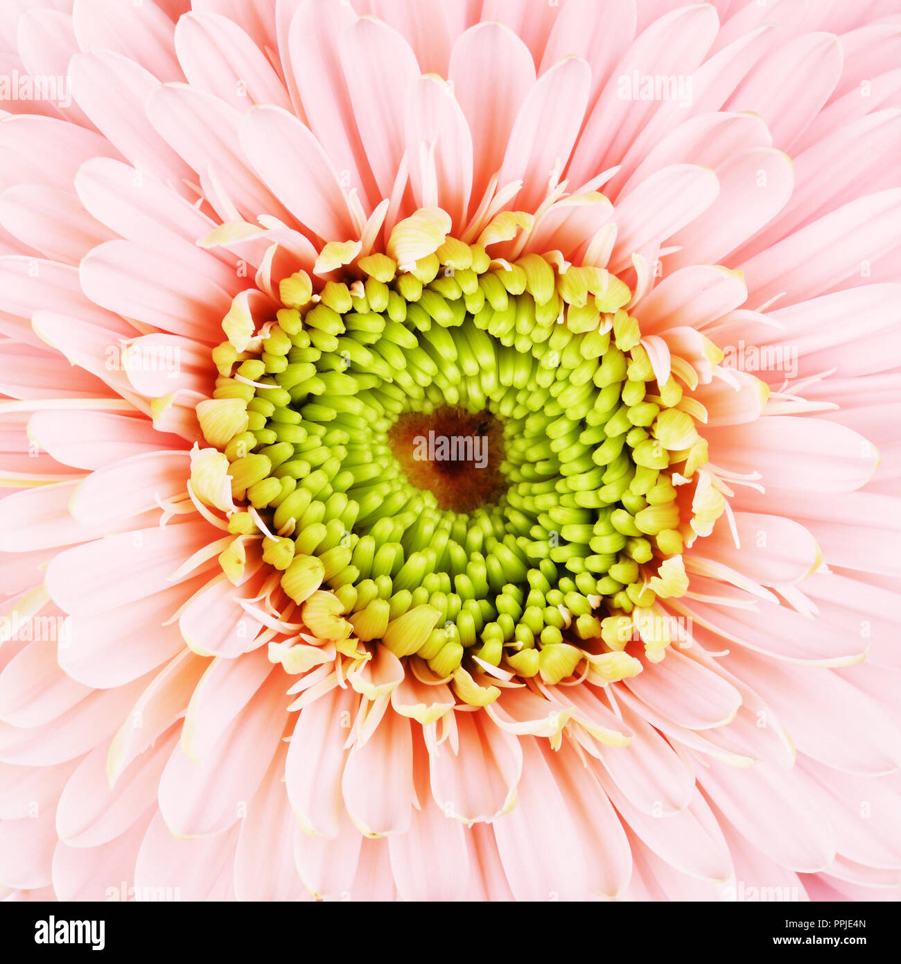 pink gerbera daisy flower, close up background Stock Photo Alamy