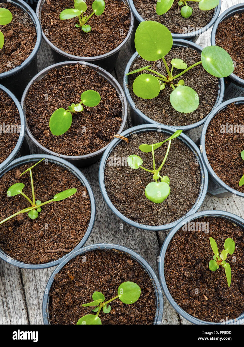 Multiple propagated pancake plant cuttings in black plastic gardening pots on a wooden table Stock Photo