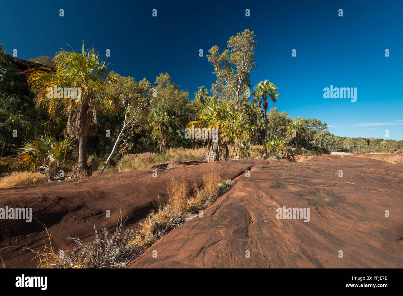 Livistona mariae, red cabbage palm, Palm Valley,  MacDonnell Ranges, Nothern Territory, Australia Stock Photo