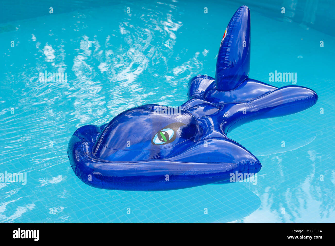 A plastic dark blue inflatable fish floating in a pool n holidays