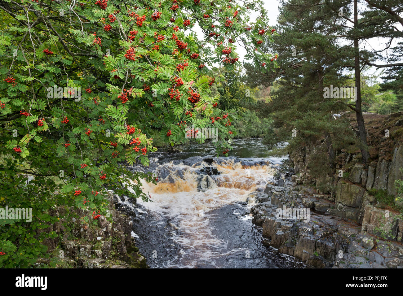 Rowan Tree (Sorbus, Aucuparia) with Berries, Near Low Force on the River Tees, Bowlees, Teesdale, County Durham, UK Stock Photo