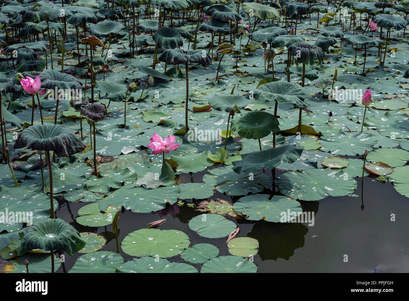 Natural lotus pond - Pink lotus blossoms or water lily flowers blooming on pond. Stock Photo