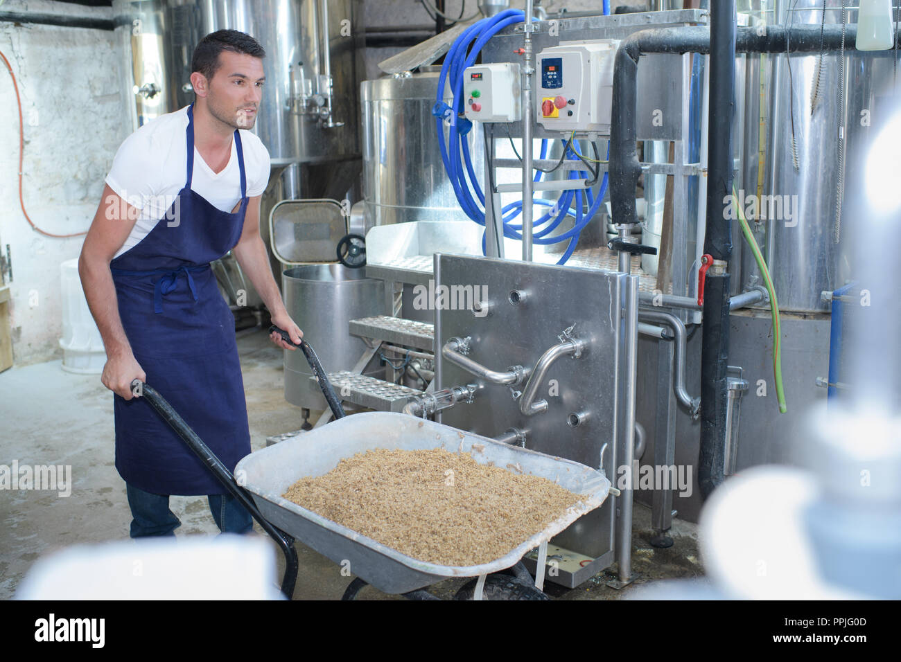 brewer showing grains at brewery factory Stock Photo Alamy